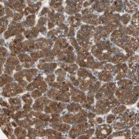 Anti-OXSR1 antibody produced in rabbit HPA008237-100UL