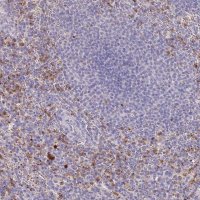 Anti-P2RY13 antibody produced in rabbit 