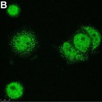 Anti-p300 Antibody, clone 4E5 ZooMAb Rabbit Monoclonal 