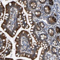 Anti-P4HB antibody produced in rabbit 
