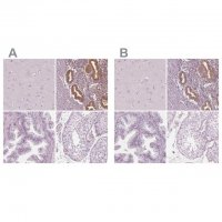Anti-PAEP antibody produced in rabbit 