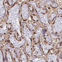 Anti-PAGE4 antibody produced in rabbit 
