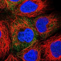 Anti-PAICS antibody produced in rabbit 