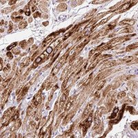 Anti-PAM antibody produced in rabbit 