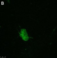Anti-pan-Na+ Channel Antibody, clone 4B8 ZooMAb Rabbit Monoclonal 