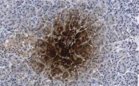 Anti-Pancreatic Polypeptide Antibody, clone 3H5, ZooMAb Rabbit Monoclonal 
