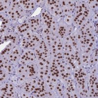 Anti-PARP1 antibody produced in rabbit 