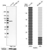 Anti-PARP2 antibody produced in rabbit 