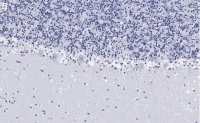 Anti-Parvalbumin Antibody, clone 4G3 , ZooMAb Rabbit Monoclonal 
