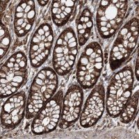 Anti-PCBD2 antibody produced in rabbit HPA036428-100UL