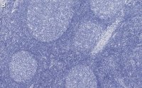 Anti-PCNA Antibody, clone 3B22 ZooMAb Rabbit Monoclonal 