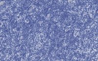 Anti-PD-1 Antibody, clone 1F7 ZooMAb Rabbit Monoclonal 