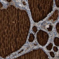 Anti-PDE1A antibody produced in rabbit HPA022151-100UL