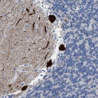 Anti-PDE1B antibody produced in rabbit 