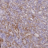 Anti-PDE2A antibody produced in rabbit 