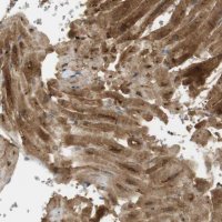 Anti-PDE3A antibody produced in rabbit 