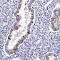 Anti-PDE4C antibody produced in rabbit 