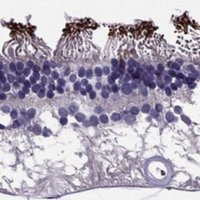 Anti-PDE6A antibody produced in rabbit 