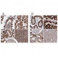 Anti-PDHX antibody produced in rabbit 