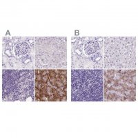 Anti-PDIA2 antibody produced in rabbit 