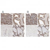 Anti-PDIA3 antibody produced in rabbit 