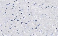 Anti-PDK4 Antibody, clone 2H5 ZooMAb Rabbit Monoclonal 