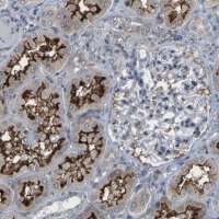 Anti-PDZK1IP1 antibody produced in rabbit 