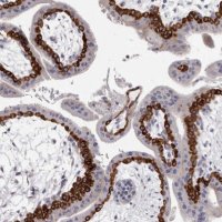 Anti-PEG10 antibody produced in rabbit 