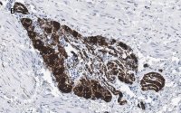 Anti-Peripherin Antibody, clone 1D4, ZooMAb Rabbit Monoclonal 