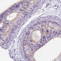 Anti-PEX12 antibody produced in rabbit 