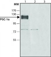 Anti-PGC-1(N-terminal) antibody produced in rabbit SAB4200226-200UL