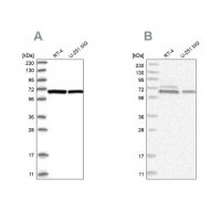 Anti-PGM3 antibody produced in rabbit 