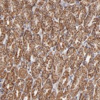 Anti-PHB antibody produced in rabbit 