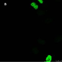 Anti-phospho Histone H3 S10 Antibody, clone 63-1C-8 , ZooMAb Rabbit Monoclonal 
