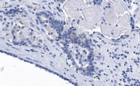 Anti-phospho-eIF-2-Ser51 Antibody, clone 4N22 ZooMAb Rabbit Monoclonal 