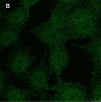 Anti-phospho-Stat1-Tyr701 Antibody, clone 1F23 ZooMAb Rabbit Monoclonal 