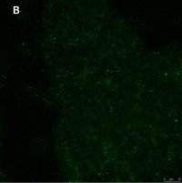 Anti-phospho-TrkB (Tyr816) Antibody, clone 2C21 ZooMAb Rabbit Monoclonal 