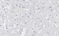 Anti-Phospholamban Antibody, clone 4J16 , ZooMAb Rabbit Monoclonal 