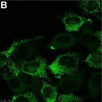 Anti-PIEZO2 Antibody, clone 1H10 ZooMAb Rabbit Monoclonal 