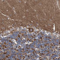 Anti-PIGH antibody produced in rabbit HPA031624-100UL