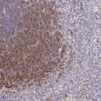 Anti-PIK3AP1 antibody produced in rabbit 