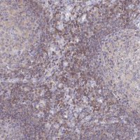 Anti-PIK3CD antibody produced in rabbit 