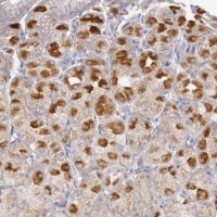 Anti-PIK3R1 antibody produced in rabbit 