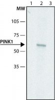Anti-PINK1 (N-terminal) antibody produced in rabbit 