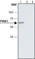 Anti-PINK1 antibody produced in rabbit 