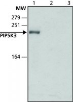 Anti-PIP5K3 (N-terminal) antibody produced in rabbit 