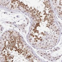 Anti-PIWIL1 antibody produced in rabbit 