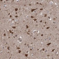 Anti-PJA2 antibody produced in rabbit 