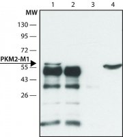 Anti-PKM2 (isoform M1) antibody produced in rabbit 