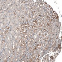 Anti-PLA2G10 antibody produced in rabbit 